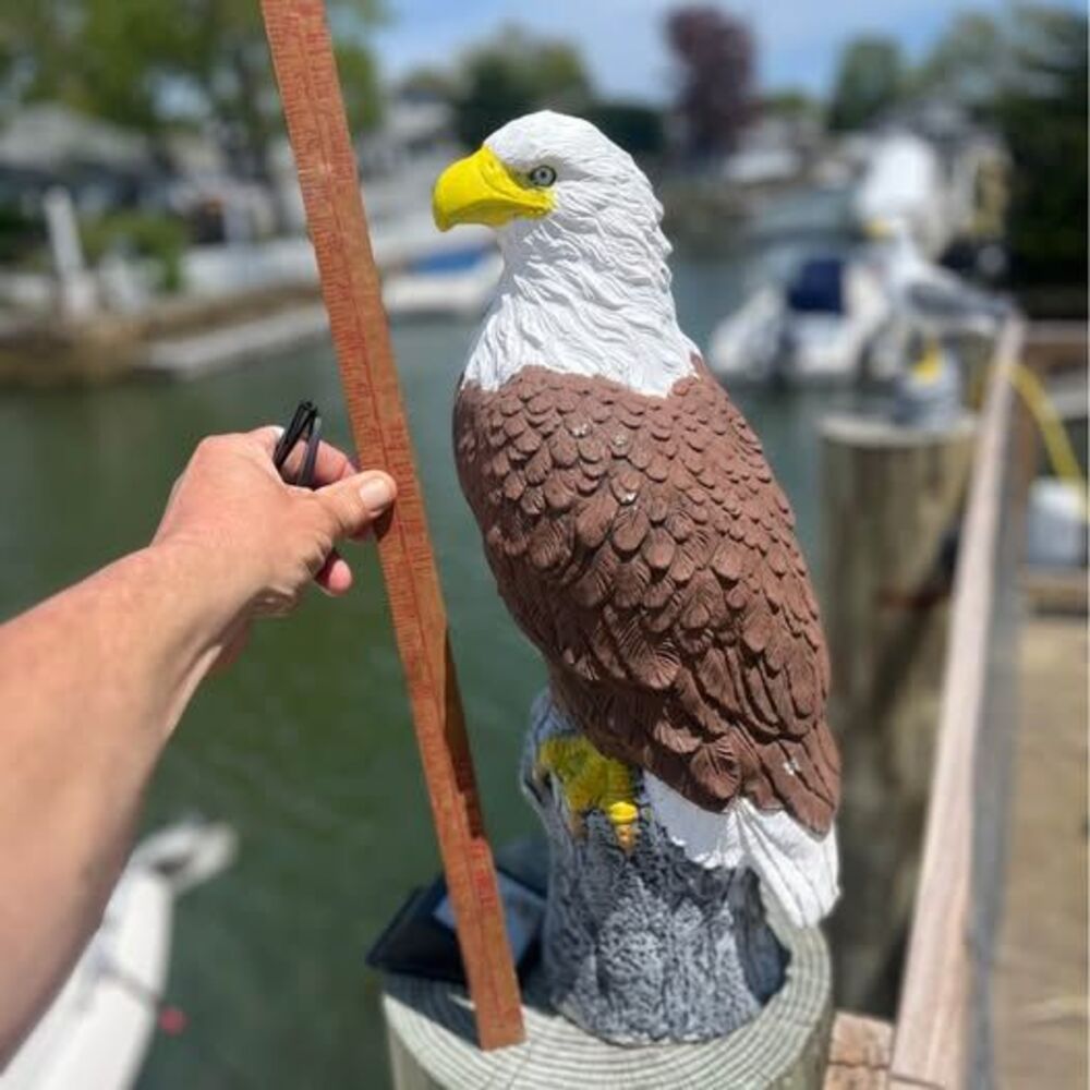 Solid concrete hand painted eagle